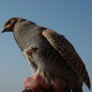 Grey Partridge